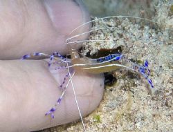 Manicure, anyone? Pederson Cleaner Shrimp taken with Niko... by Jim Chambers 